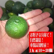 高知県産 朝採れ直送 新生姜1キロ ｜ 野菜/薬味 産直アウル 農家・漁師