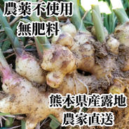 新生姜 4kg 農薬栽培期間中不使用・無肥料 熊本県産 露地 ｜ 野菜