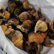 活つぶ貝　8ｋｇ 8kg 果物や野菜などのお取り寄せ宅配食材通販産地直送アウル