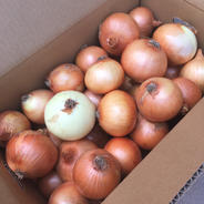 淡路島産玉ねぎ10kg（訳あり） 訳あり10kg 果物や野菜などのお取り寄せ宅配食材通販産地直送アウル