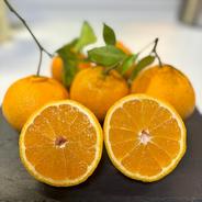 家庭用】屋久島たんかん10kg | 果物/オレンジ・その他みかん 産直