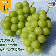 【カナダ人農園主の真心を込めた】シャインマスカット約１ｋｇ シャインマスカット約１ｋｇ 果物や野菜などのお取り寄せ宅配食材通販産地直送アウル