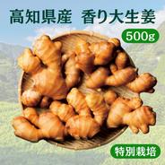 囲い生姜 農薬肥料栽培期間中不使用 露地栽培 熊本県産 4kg ｜ 野菜