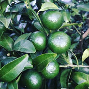 自然栽培　シークヮーサー2kg 2kg 果物や野菜などのお取り寄せ宅配食材通販産地直送アウル