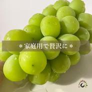 シャインマスカット　家庭用3~4房（1.5kg） 1.5kg 果物や野菜などのお取り寄せ宅配食材通販産地直送アウル