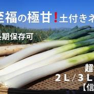 🚨ネギの王様、『下仁田ネギ 』太い3L～4Lサイズ15本🚨 | 野菜/ねぎ