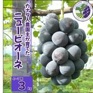 【カナダ人農園主の真心を込めた】ニューピオーネ約３ｋｇ ニューピオーネ約3ｋｇ 果物や野菜などのお取り寄せ宅配食材通販産地直送アウル