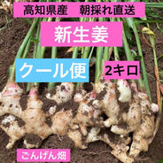 高知県産 こま割れ土付き囲い生姜1.5kg ｜ 野菜/薬味 産直アウル 農家