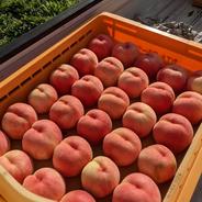 採れたて発送！初夏の桃【あかつき】小布施産家庭用3kg7〜11玉 桃およそ7〜11個 果物や野菜などのお取り寄せ宅配食材通販産地直送アウル