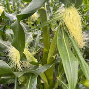 無農薬ヤングコーン【3kg／約30本】 3kg 果物や野菜などのお取り寄せ宅配食材通販産地直送アウル