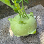 新感覚野菜！コールラビ※訳あり商品2kg 2kg 果物や野菜などのお取り寄せ宅配食材通販産地直送アウル