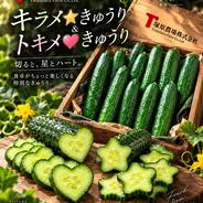 特別栽培米もち米【マンゲツモチ 玄米20kg】令和6年産・有機・低農薬