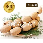 2020年産新レンコン5キロ 愛知県愛西市産 ｜ 野菜/蓮根 産直アウル