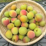 【送料500円引き】和歌山県産 （梅干し向け）小粒南高梅 ５kg 小粒南高梅 約5kg 果物や野菜などのお取り寄せ宅配食材通販産地直送アウル