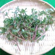 食べなきゃ損！高栄養価野菜のプルピエ（スベリヒユ）栽培期間中農薬不使用 プルピエ（スベリヒユ）　500g 果物や野菜などのお取り寄せ宅配食材通販産地直送アウル