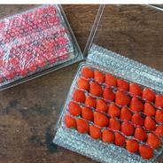 よつぼしイチゴ】大きめ1トレー＆徳用つめ合わせセット ｜ 果物/いちご