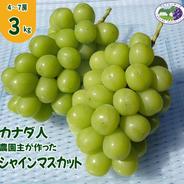 【カナダ人農園主の真心を込めた】シャインマスカット約3ｋｇ シャインマスカット約３ｋｇ 果物や野菜などのお取り寄せ宅配食材通販産地直送アウル