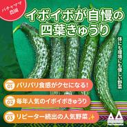 まがったキュウリ 曲がったきゅうり20本☆規格外 ｜ 野菜/きゅうり 産直アウル 農家