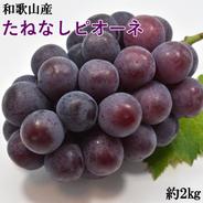 和歌山県産たねなしピオーネ約2kg【新鮮・産直】 約2kg  目安房数 2房〜4房 果物や野菜などのお取り寄せ宅配食材通販産地直送アウル