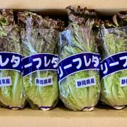 サニーレタス100サイズに入るだけ入れます | 野菜/レタス 産直アウル