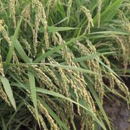 令和7年産 きぬむすめ 玄米 30kg ｜ 米・穀物/玄米 産直アウル 農家