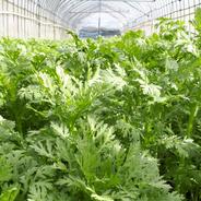 政木農園　サラダ春菊10袋 100g×10袋 果物や野菜などのお取り寄せ宅配食材通販産地直送アウル