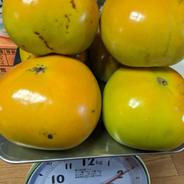 太秋柿　約3キロ　甘柿　 ３キロ 果物や野菜などのお取り寄せ宅配食材通販産地直送アウル