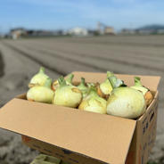 淡路島春の新たまねぎ♪20kg送料無料！七宝 20kg 果物や野菜などのお取り寄せ宅配食材通販産地直送アウル