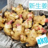 高知県産 土付き囲い生姜1.5kg | 野菜/薬味 産直アウル 農家から直接
