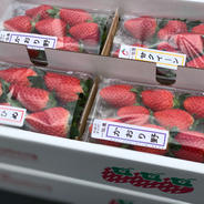 一伍屋おまかせ食べくらべ4P二箱セット 合計約2.0kg 果物や野菜などのお取り寄せ宅配食材通販産地直送アウル
