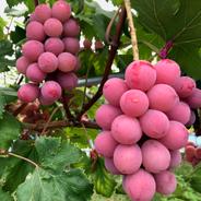 家庭用《クイーンニーナ》 3-6房 | 果物/ぶどう 産直アウル 農家から