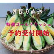 当日朝採り・冷蔵便】甘さが弾けるミニトマト クリーンなハウス水耕