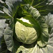 群馬県嬬恋産　キャベツ2玉　※2025/7/19～21発送 2玉 果物や野菜などのお取り寄せ宅配食材通販産地直送アウル