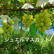 キングデラウェア 2kg箱に入るだけ（写真の梱包画像がイメージです