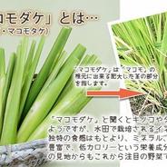 【自然栽培】秋の味覚！　神宿る草「マコモダケ」真菰筍 2Kg 2kg 果物や野菜などのお取り寄せ宅配食材通販産地直送アウル