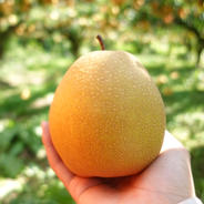 家庭用】ねばりっこ とりたて 10kg程度 長芋 とろろ ねばり 山芋 バラ