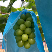 新米 令和7年産 つぶぞろい5キロ | 米・穀物/米/精米 産直アウル 農家