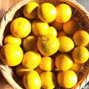 選果落ち 訳あり商品】熊本県産 スイートスプリング みかん 訳あり 箱