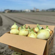 春の新玉ねぎ♪ちょっぴり訳あり君！10kg 10kg 果物や野菜などのお取り寄せ宅配食材通販産地直送アウル