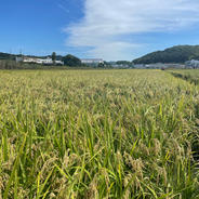 にこまる 令和7年 新米🌾 和歌山県産 ｜ 米・穀物/米/精米 産直アウル