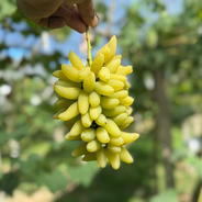 ゴールドフィンガー900g2から3房 ゴールドフィンガー900g2から3房 果物や野菜などのお取り寄せ宅配食材通販産地直送アウル