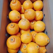 あと2箱。。。Ｅｃｏ栽培　ハウスしらぬひ・コロ丸　約５ｋｇ 約５kg 果物や野菜などのお取り寄せ宅配食材通販産地直送アウル