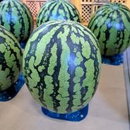 山形県産　金色羅皇　Lサイズ　1玉　6～6.8㎏ スイカLサイズ6～6.8㎏ 果物や野菜などのお取り寄せ宅配食材通販産地直送アウル
