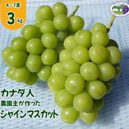 【カナダ人農園主の真心を込めた】シャインマスカット約3ｋｇ（2024年9月29日頃～順次発送予定） シャインマスカット約３ｋｇ 果物や野菜などのお取り寄せ宅配食材通販産地直送アウル