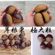 農薬を使わず育てたジューシー夏すもも サマービュート ｜ 果物/すもも