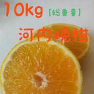 愛南ゴールド【訳あり】9kg 9kg 果物や野菜などのお取り寄せ宅配食材通販産地直送アウル