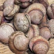 トリ貝約３㌔小サイズ 約３㌔ 果物や野菜などのお取り寄せ宅配食材通販産地直送アウル