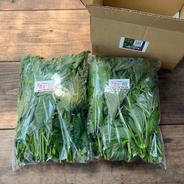 ☆有機JAS認証☆香り豊かな朝採れ青しそ600g 青しそ 果物や野菜などのお取り寄せ宅配食材通販産地直送アウル