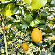 広島県産 瀬戸田レモン 2㎏ C品（訳あり） 有機JAS法準拠栽培 | 果物