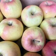 青森県幻の林檎！高徳 | 果物/りんご 産直アウル 農家から直接野菜など